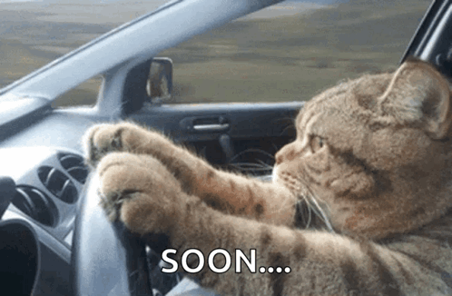 IMG_7369.gif