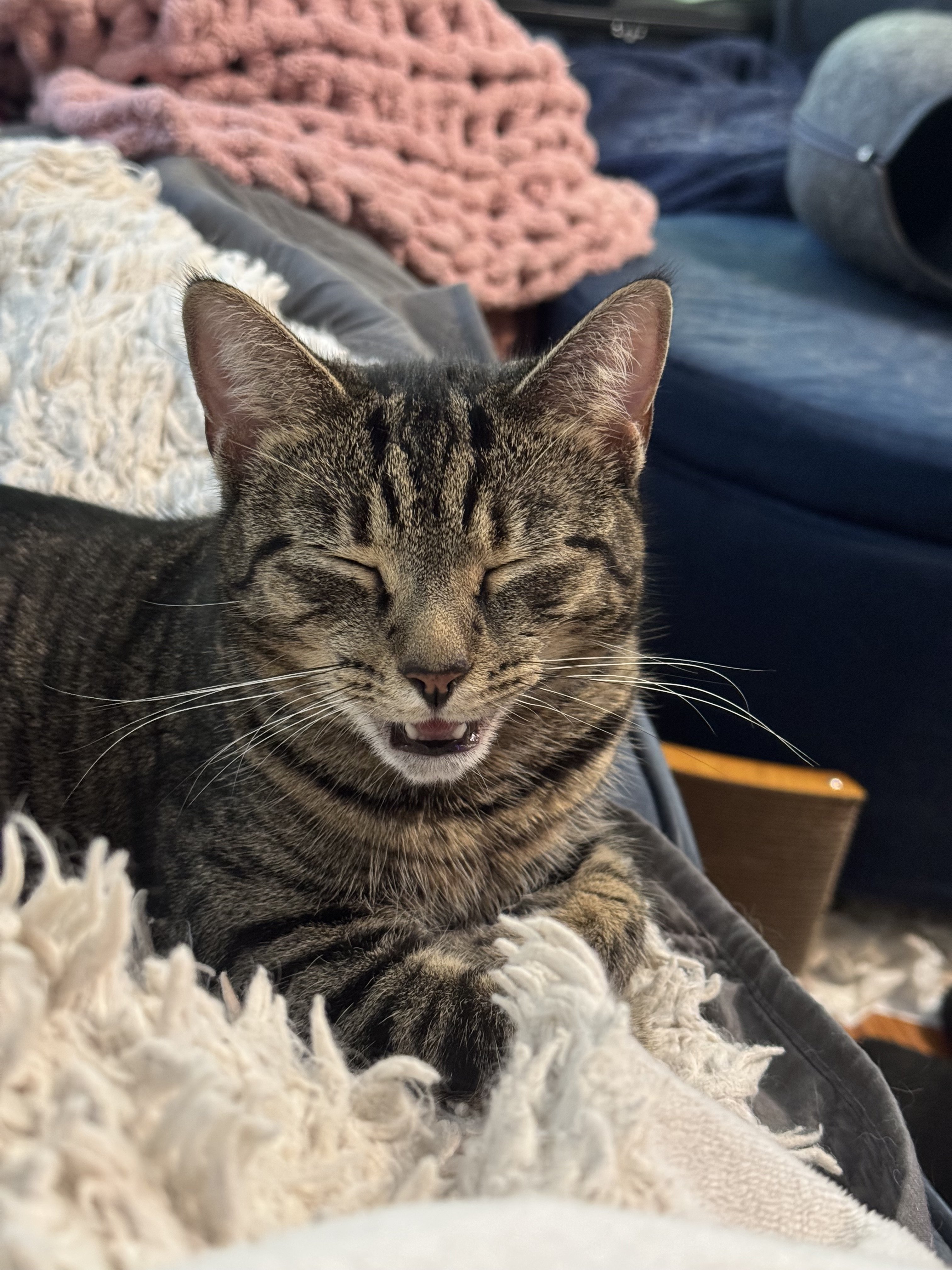 mousie2.jpeg