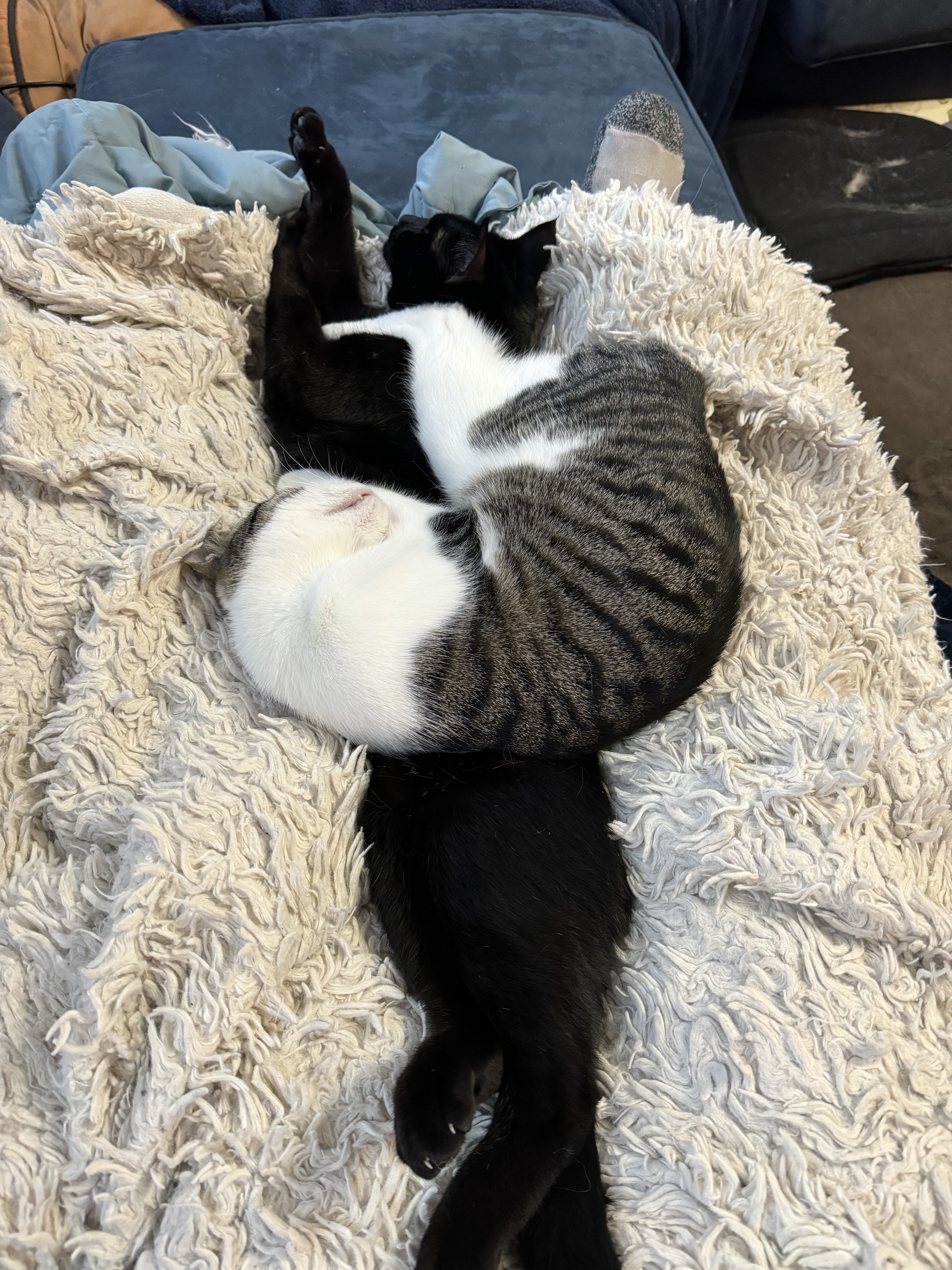 Poppet and kuro.jpeg