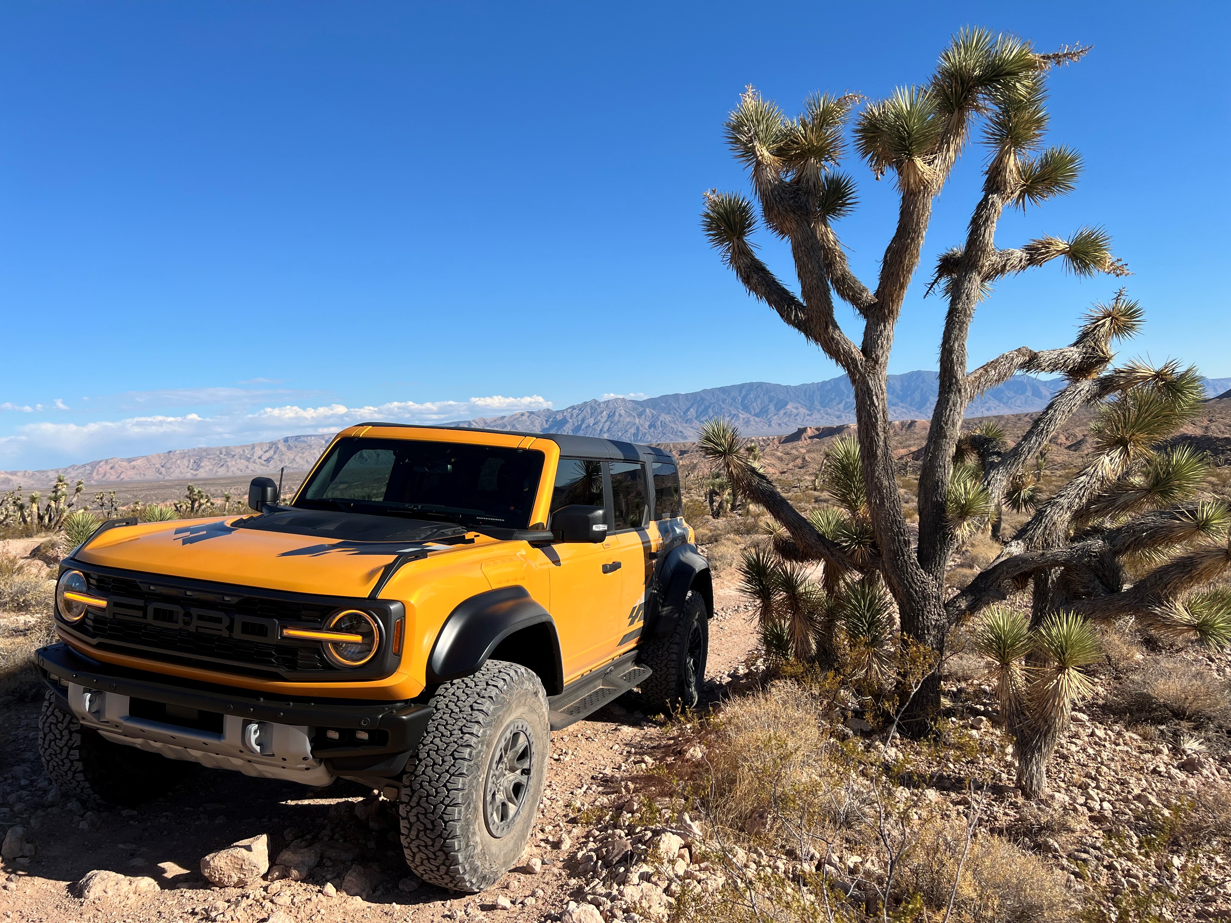 Raptor Joshua Tree.jpg