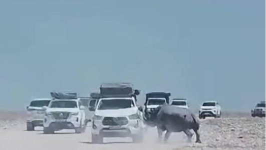 RhinoTiredOfWhite.jpg