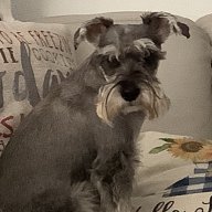 vladytom