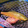 Colorado flyfisher