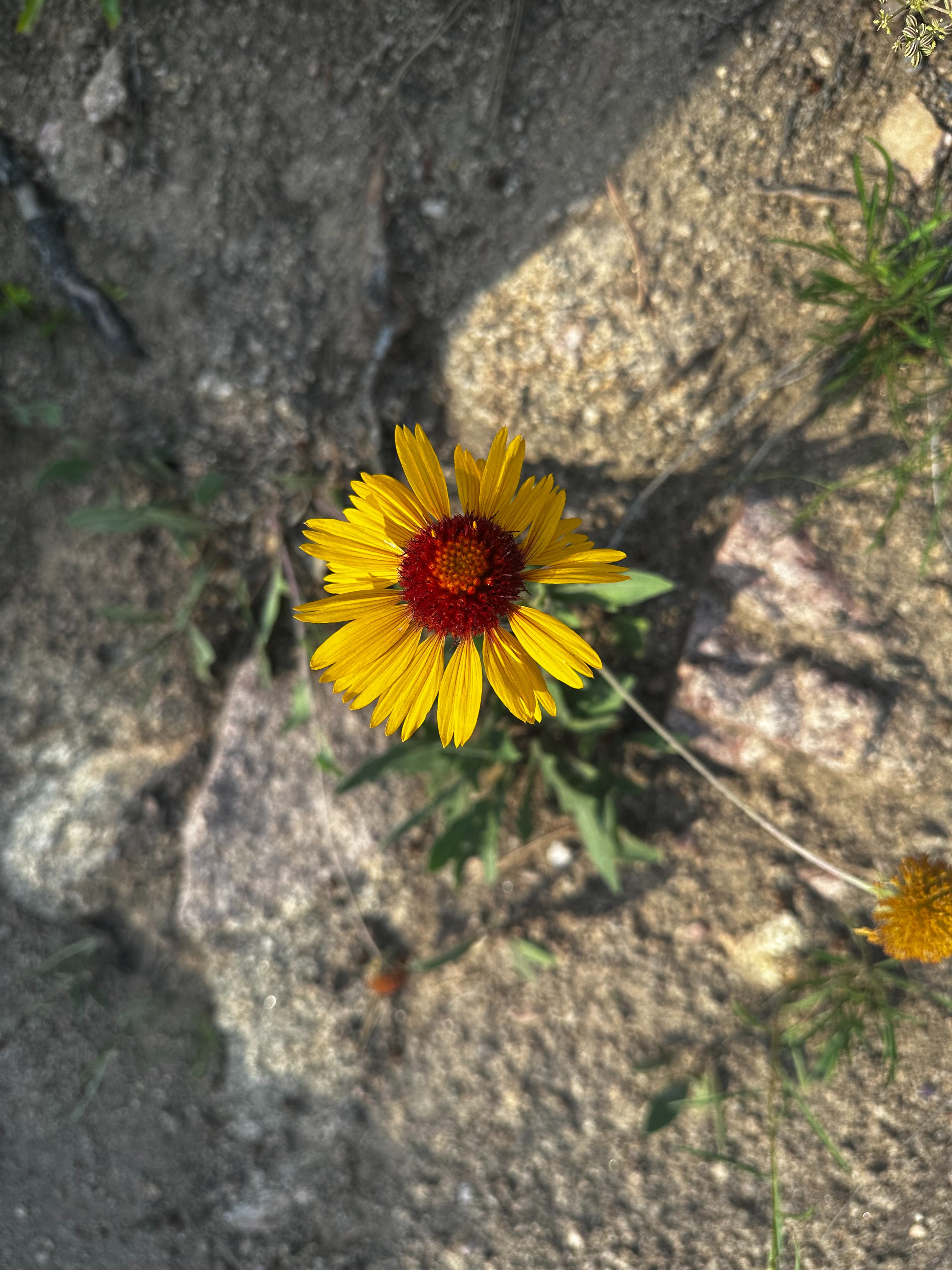IMG_6282.jpeg
